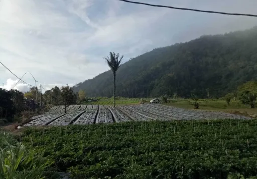 Dijual Cepat Tanah di Lombok , Nusa Tenggara Barat