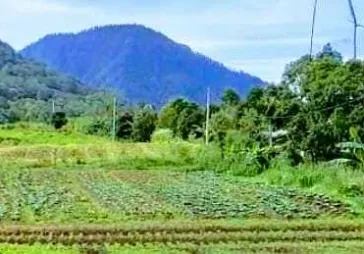 Dijual Cepat Tanah di Gesing , Bedugul