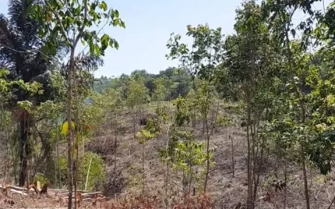 Dijual Tanah di Cipanas Lebak, Banten