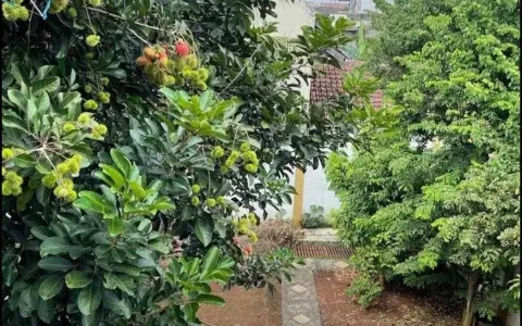 dijual cepar rumah 2 lantai jl rambutan