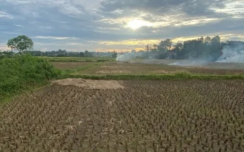 Tanah Padat Sawah Dijual Cepat Di Babat, Legok, Tangerang