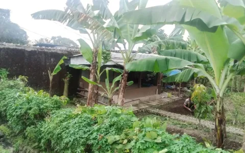 Tanah Dijual Cepat di Kampung Kiaralawang, Kabupaten Bogor