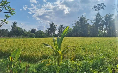 Disewakan Villa Baru di Lodtunduh, Ubud