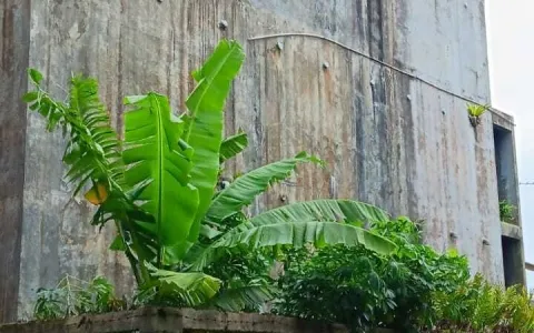 Dijual Rumah Sarang Burung Walet di Sukabumi