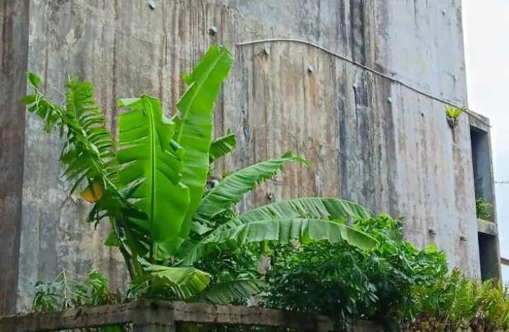 Dijual Rumah Sarang Burung Walet di Sukabumi