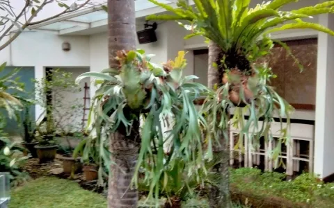 Rumah Dijual di Pejaten