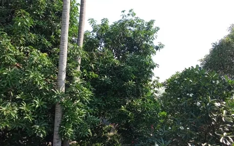 Rumah Dijual di Pejaten